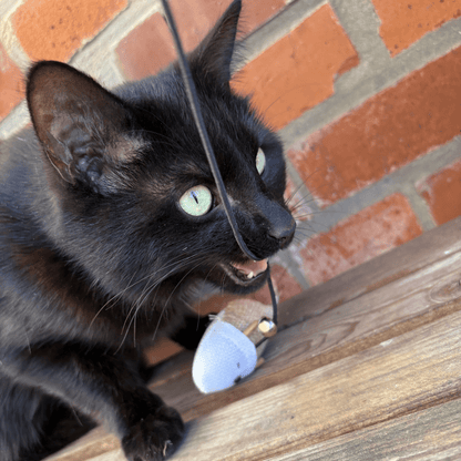 Miau Moment - Katzen Angel - Miau Moment